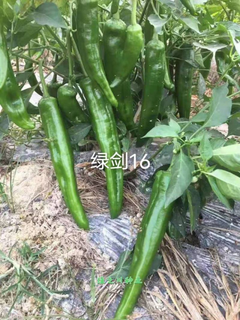 农望绿剑16号辣椒种子杂交一代青皮尖椒种子大羊角形辣椒
