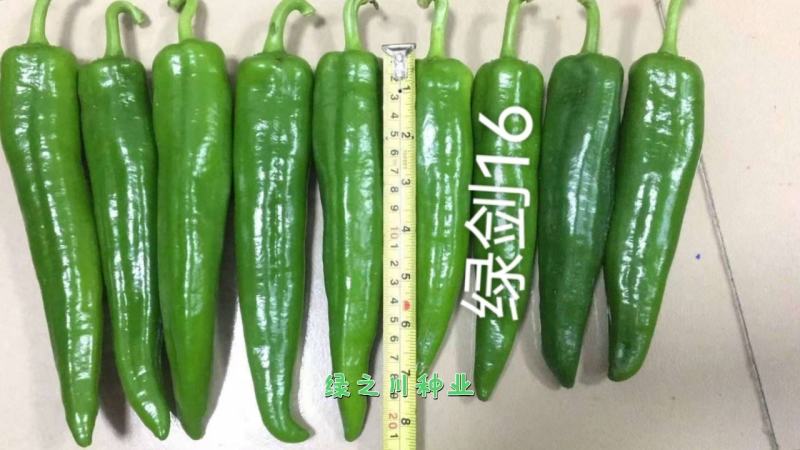 农望绿剑16号辣椒种子杂交一代青皮尖椒种子大羊角形辣椒
