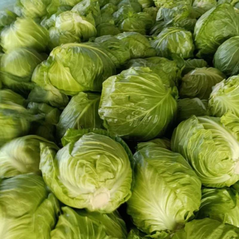 甘蓝包菜大量上市，货多量大质量保证欢迎采购