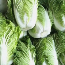 大白菜正在热卖中，本产地货多价美，欢迎采购。