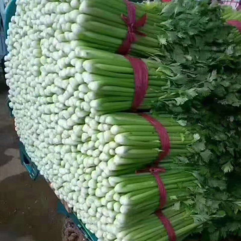 精品芹菜上市，产地直发，新鲜采摘，欢迎各地商客联系