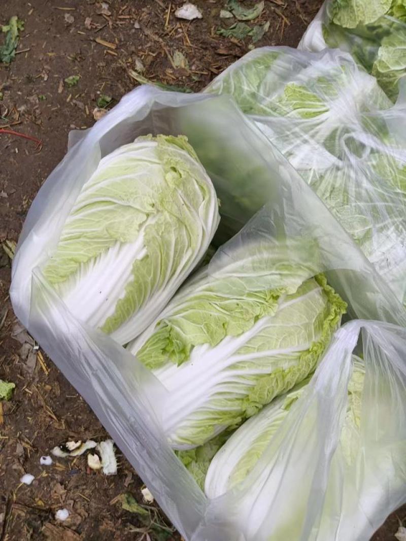 大白菜正在热卖中，本产地货多价美，欢迎采购。