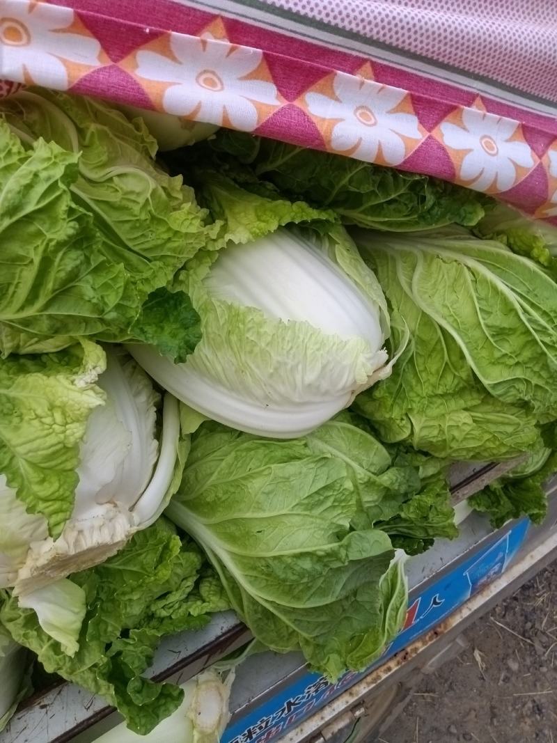大白菜正在热卖中，本产地货多价美，欢迎采购。