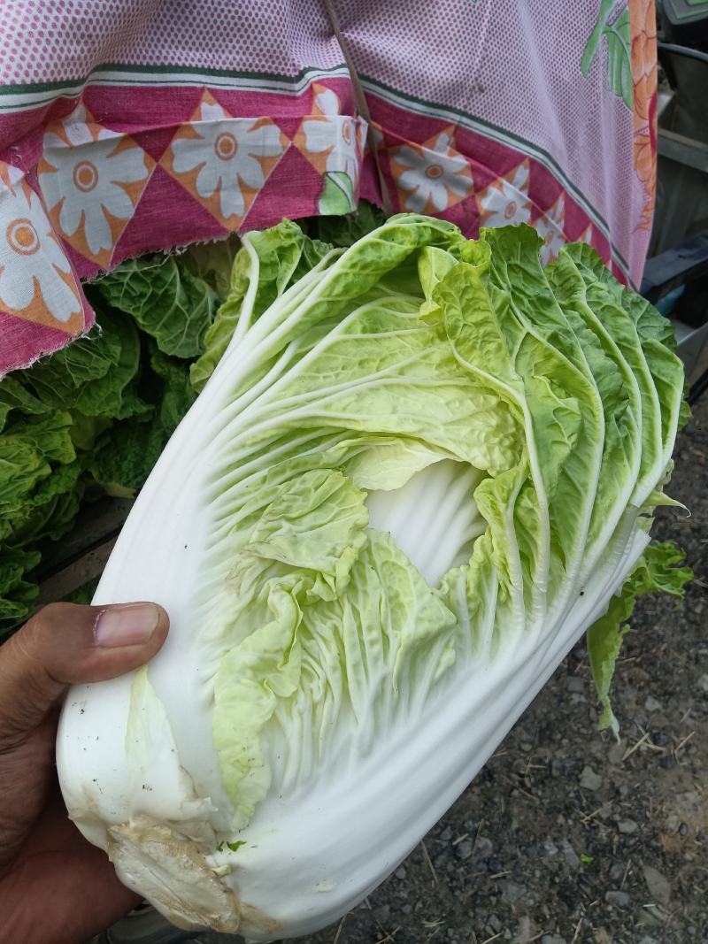大白菜正在热卖中，本产地货多价美，欢迎采购。