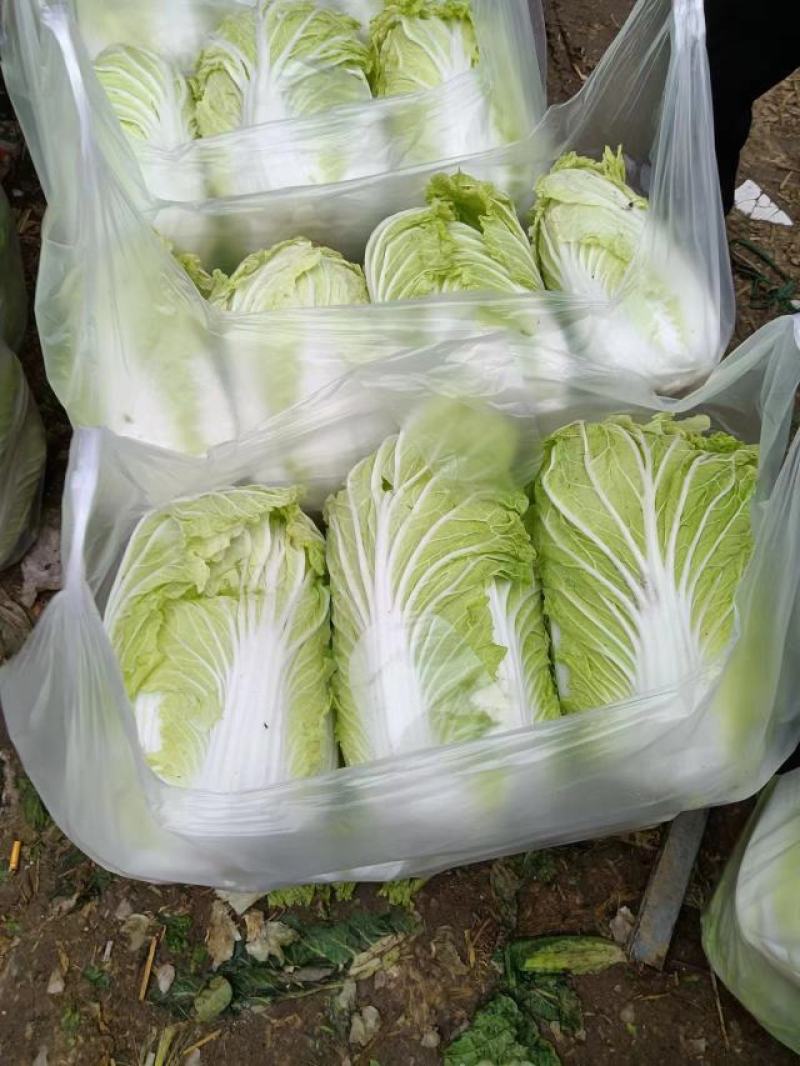 大白菜正在热卖中，本产地货多价美，欢迎采购。