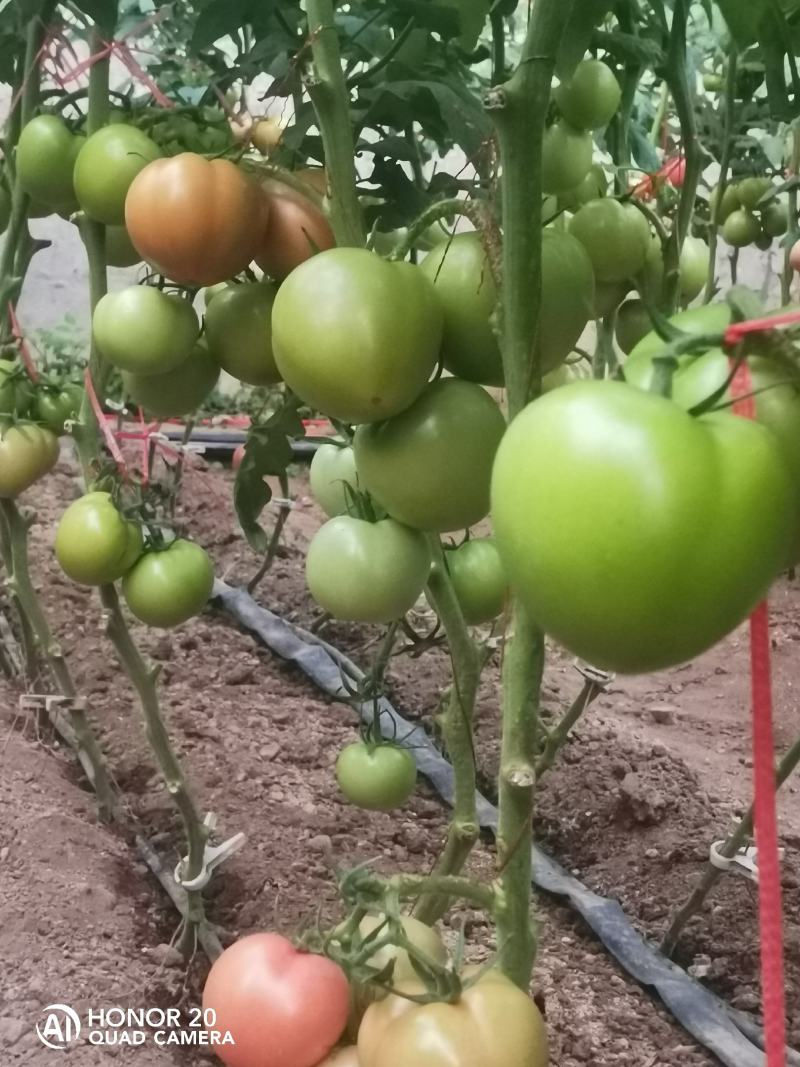 精品粉果西红柿