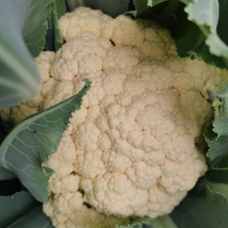 开封精品松花菜菜花现摘现发品质保证一手货源