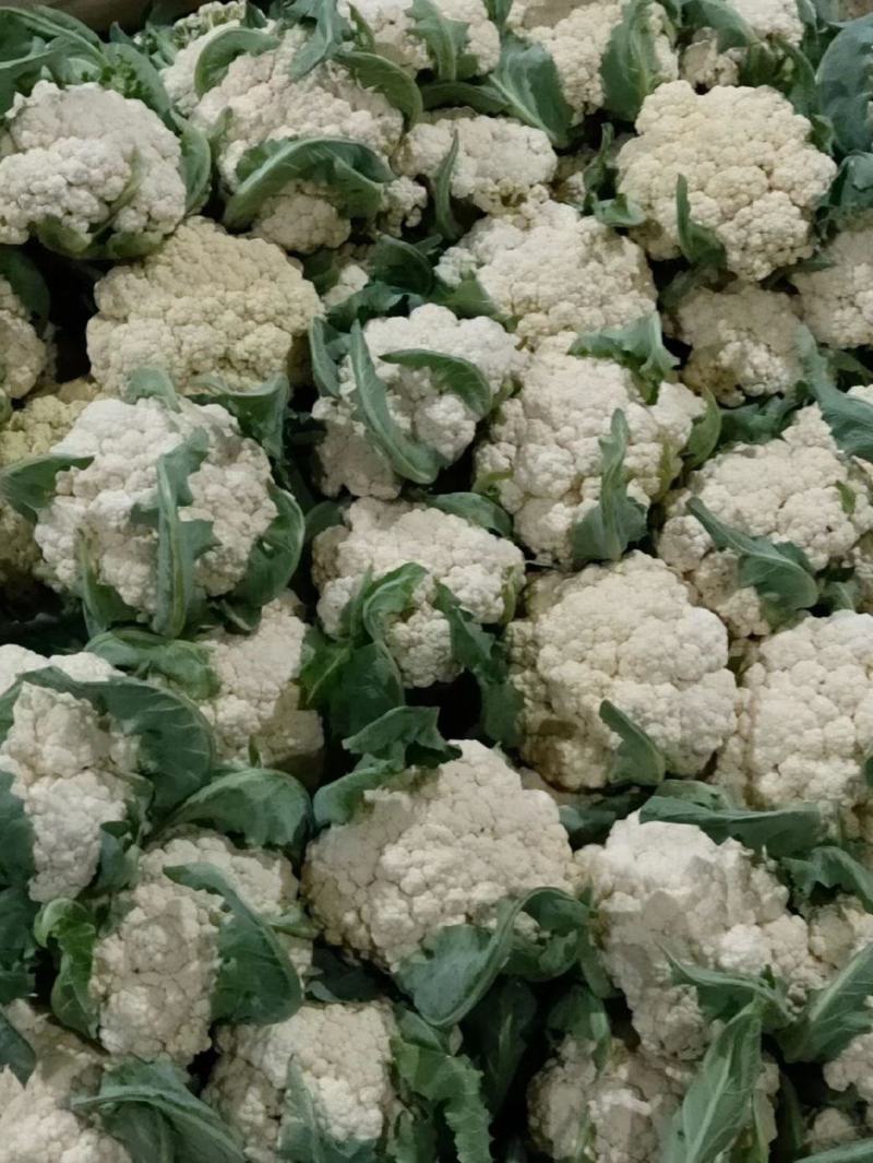 开封精品松花菜菜花现摘现发品质保证一手货源