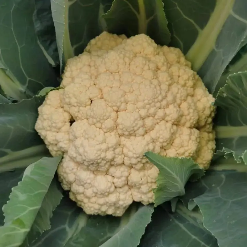 开封精品松花菜菜花现摘现发品质保证一手货源