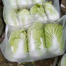 黄心大白菜正在热卖中，质量保证，欢迎客户采购。