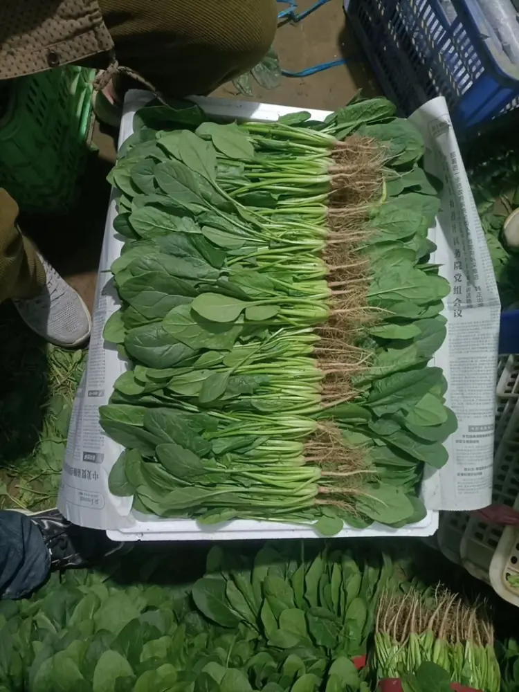 【实力菠菜 精品大叶菠菜 万亩基地持续供应 欢迎咨询