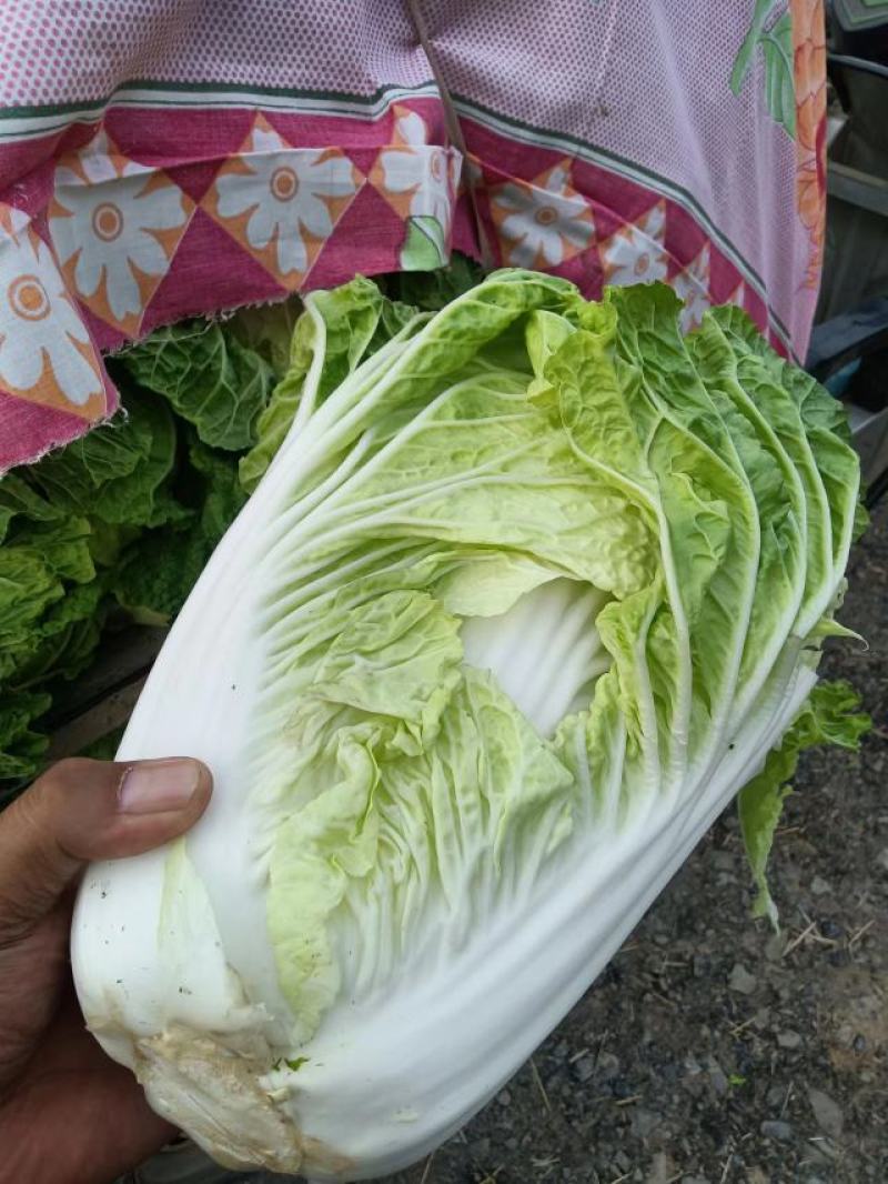 黄心大白菜正在热卖中，质量保证，欢迎客户采购。