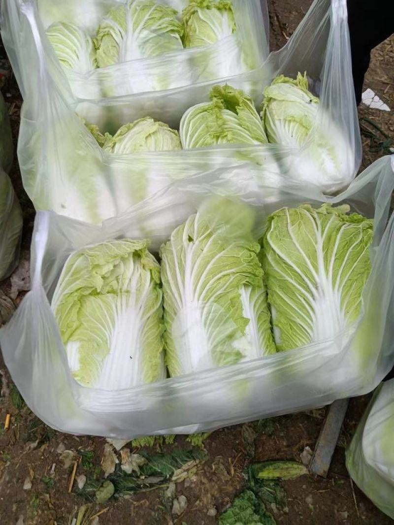 黄心大白菜正在热卖中，质量保证，欢迎客户采购。