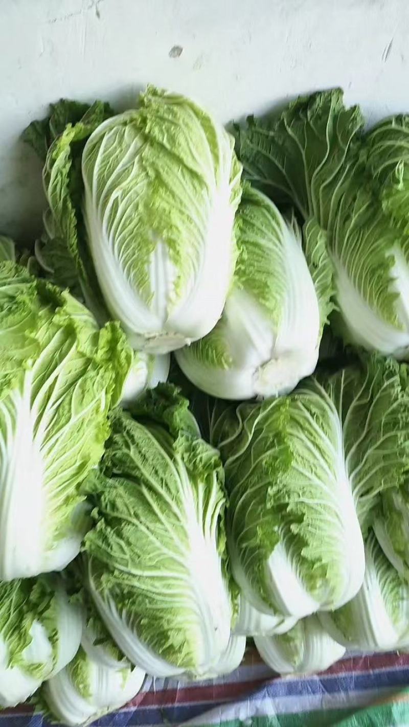 黄心大白菜正在热卖中，质量保证，欢迎客户采购。