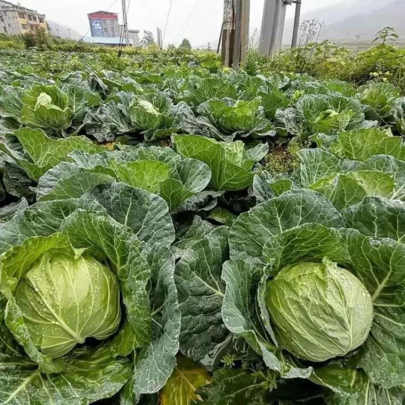 开封精品扁包菜产地直发品质保证一手货源量大从优