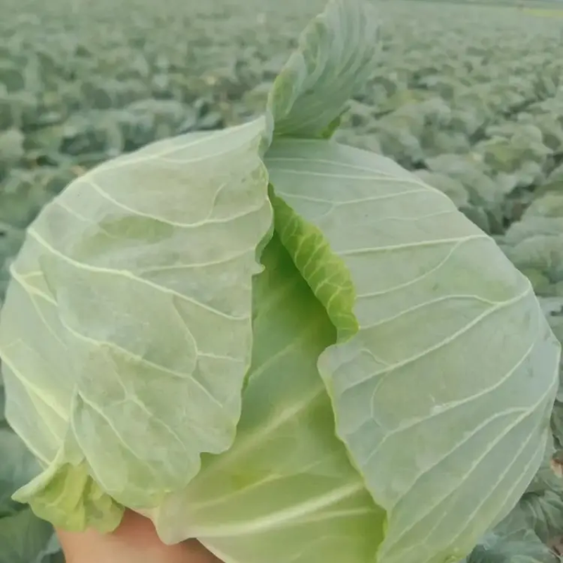 开封精品扁包菜产地直发品质保证一手货源量大从优