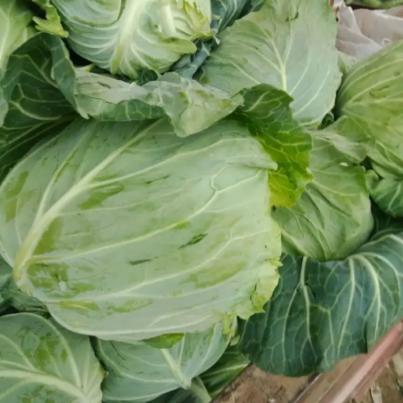 开封精品扁包菜产地直发品质保证一手货源量大从优