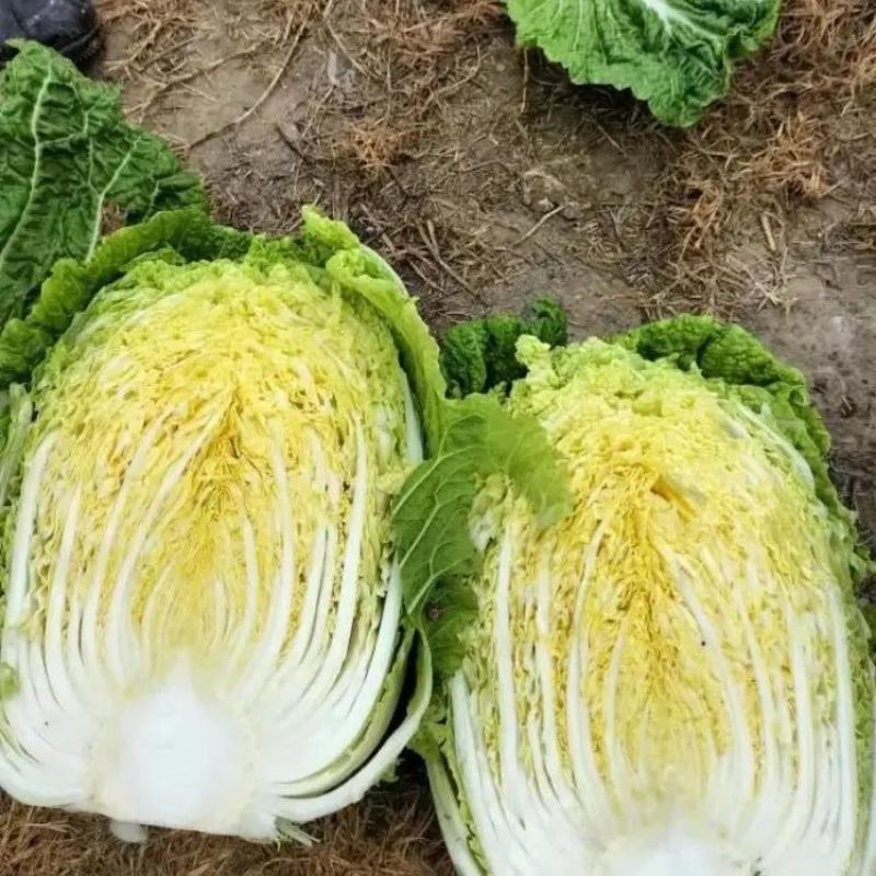 开封精品夏阳白菜产地直发一手货源量大从优欢迎联系