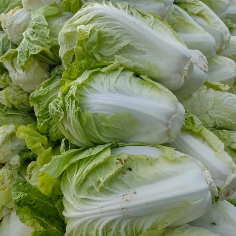 开封精品夏阳白菜产地直发一手货源量大从优欢迎联系