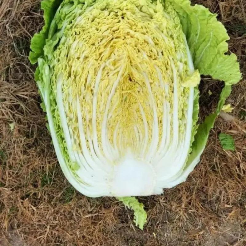 开封精品夏阳白菜产地直发一手货源量大从优欢迎联系