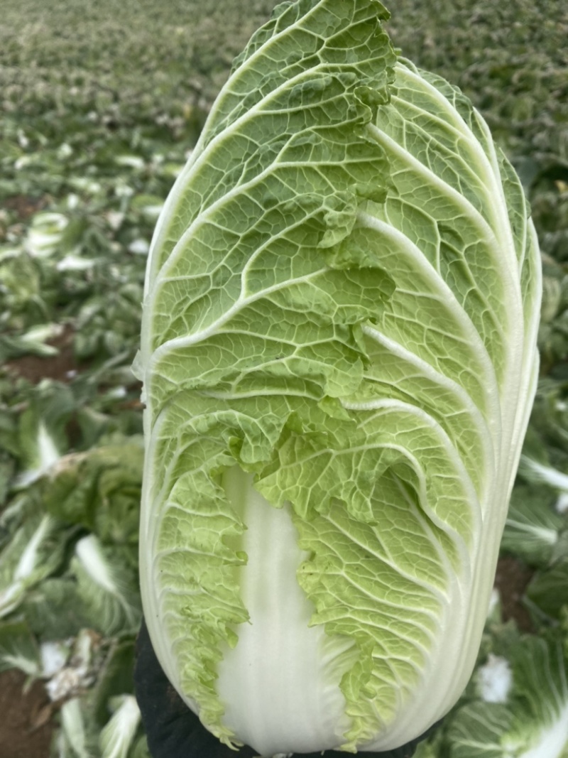 玲珑黄明天上车价0.42