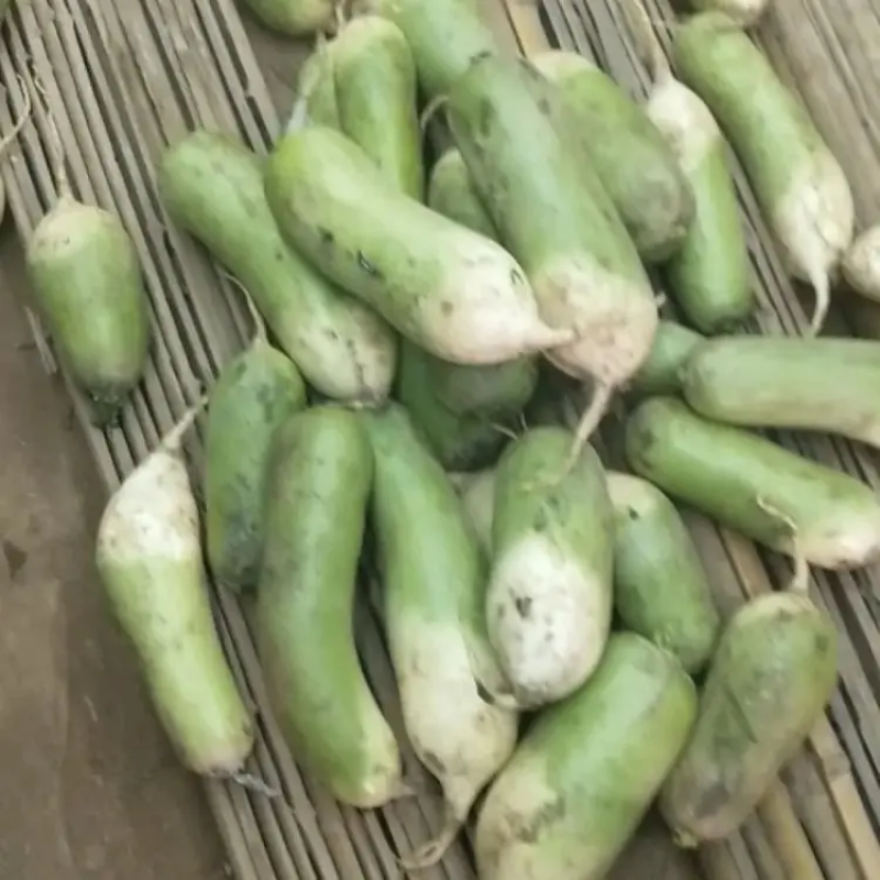 开封精品青萝卜大量上市一手货源量大从优欢迎联系