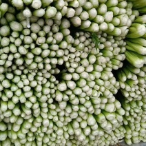 精品小西芹正在热卖中，本市场货多价美欢迎采购