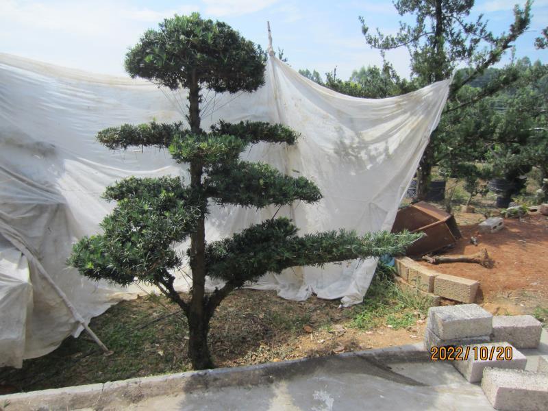 罗汉松，各种规格各种造型，基地直发，大量有货，欢迎采购