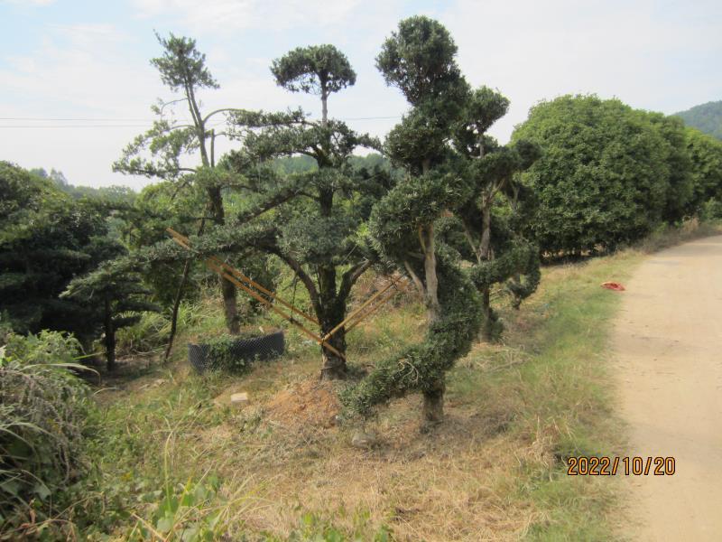 罗汉松，各种规格各种造型，基地直发，大量有货，欢迎采购