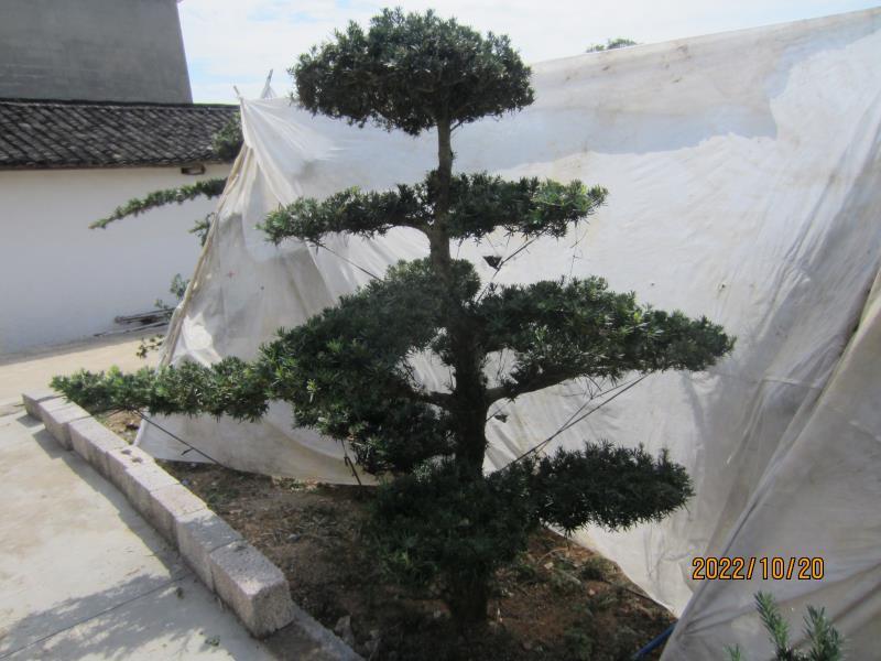 罗汉松，各种规格各种造型，基地直发，大量有货，欢迎采购