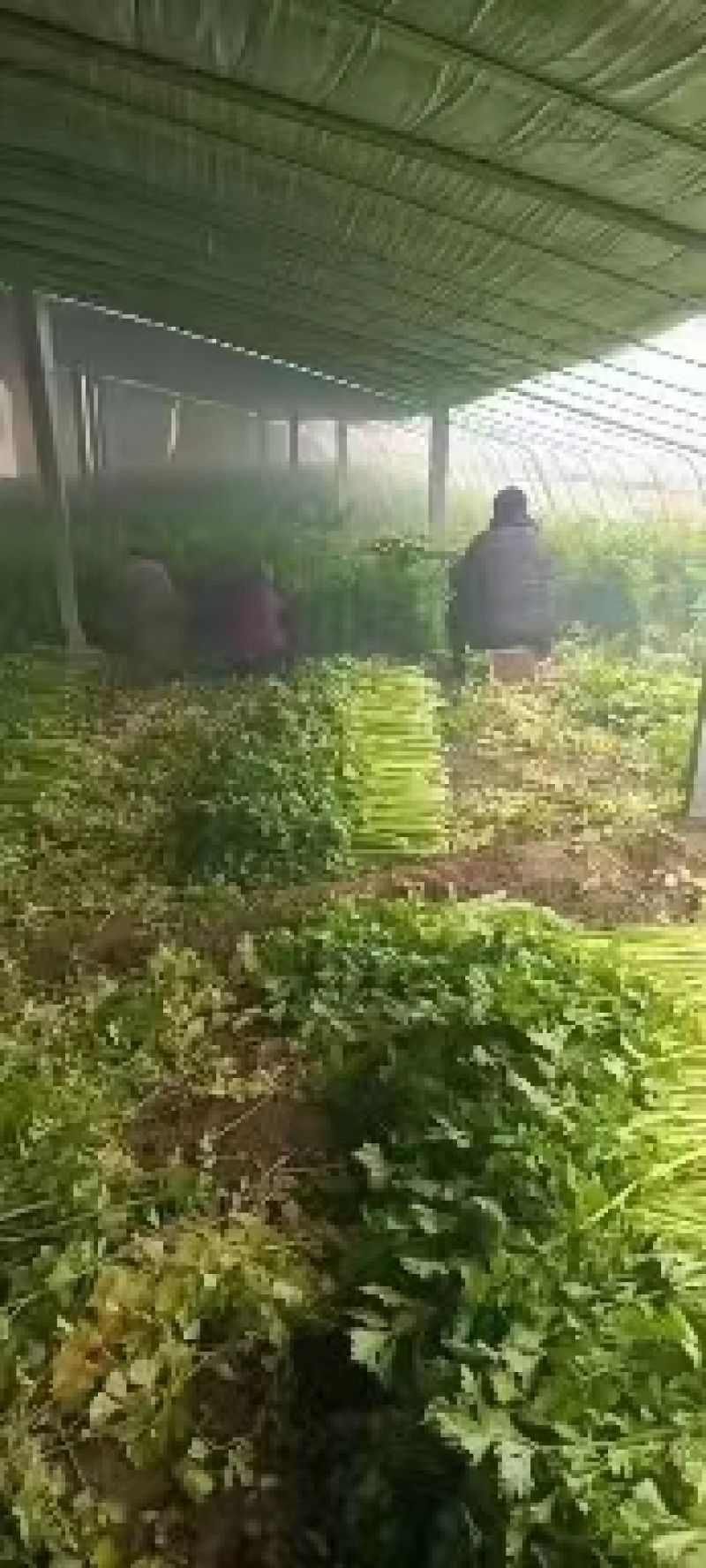 精品小西芹正在热卖中，本市场货多价美欢迎采购