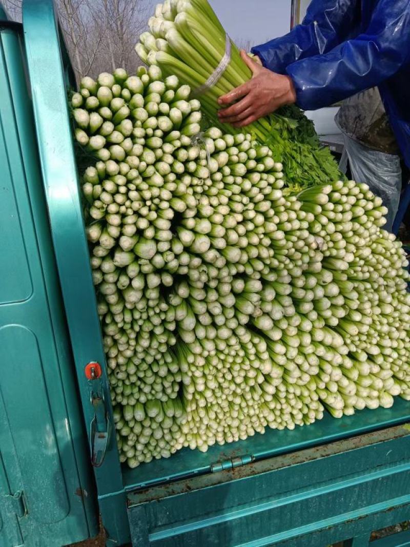 精品小西芹正在热卖中，本市场货多价美欢迎采购