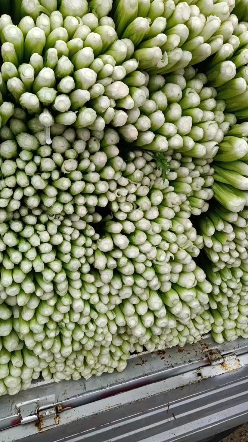 精品小西芹正在热卖中，本市场货多价美欢迎采购