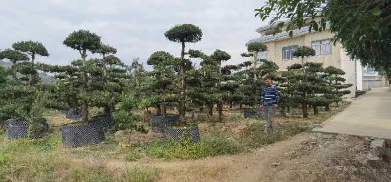 罗汉松，造型罗汉松，基地直发，大量有货，欢迎各位老板下单