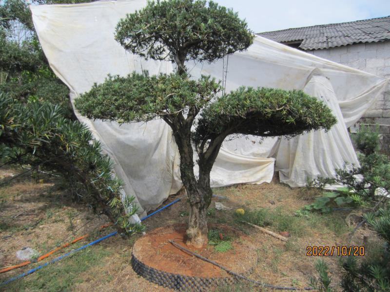罗汉松，造型罗汉松，基地直发，大量有货，欢迎各位老板下单