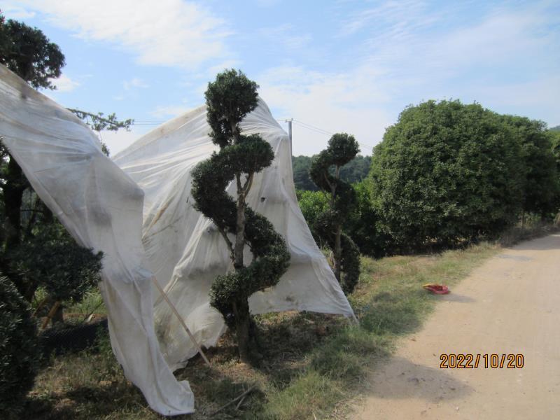罗汉松，造型罗汉松，基地直发，大量有货，欢迎各位老板下单