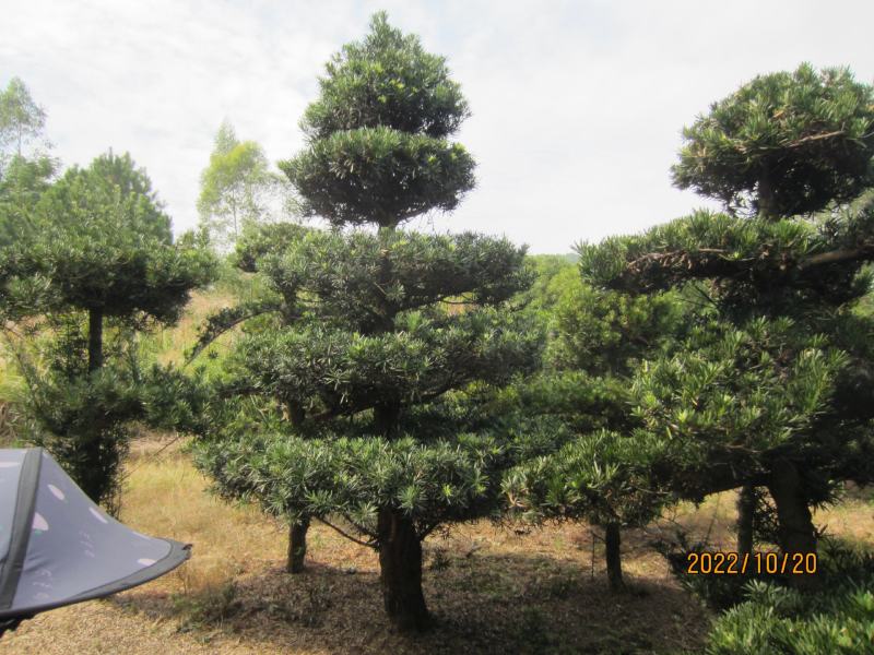 罗汉松，造型罗汉松，基地直发，大量有货，欢迎各位老板下单