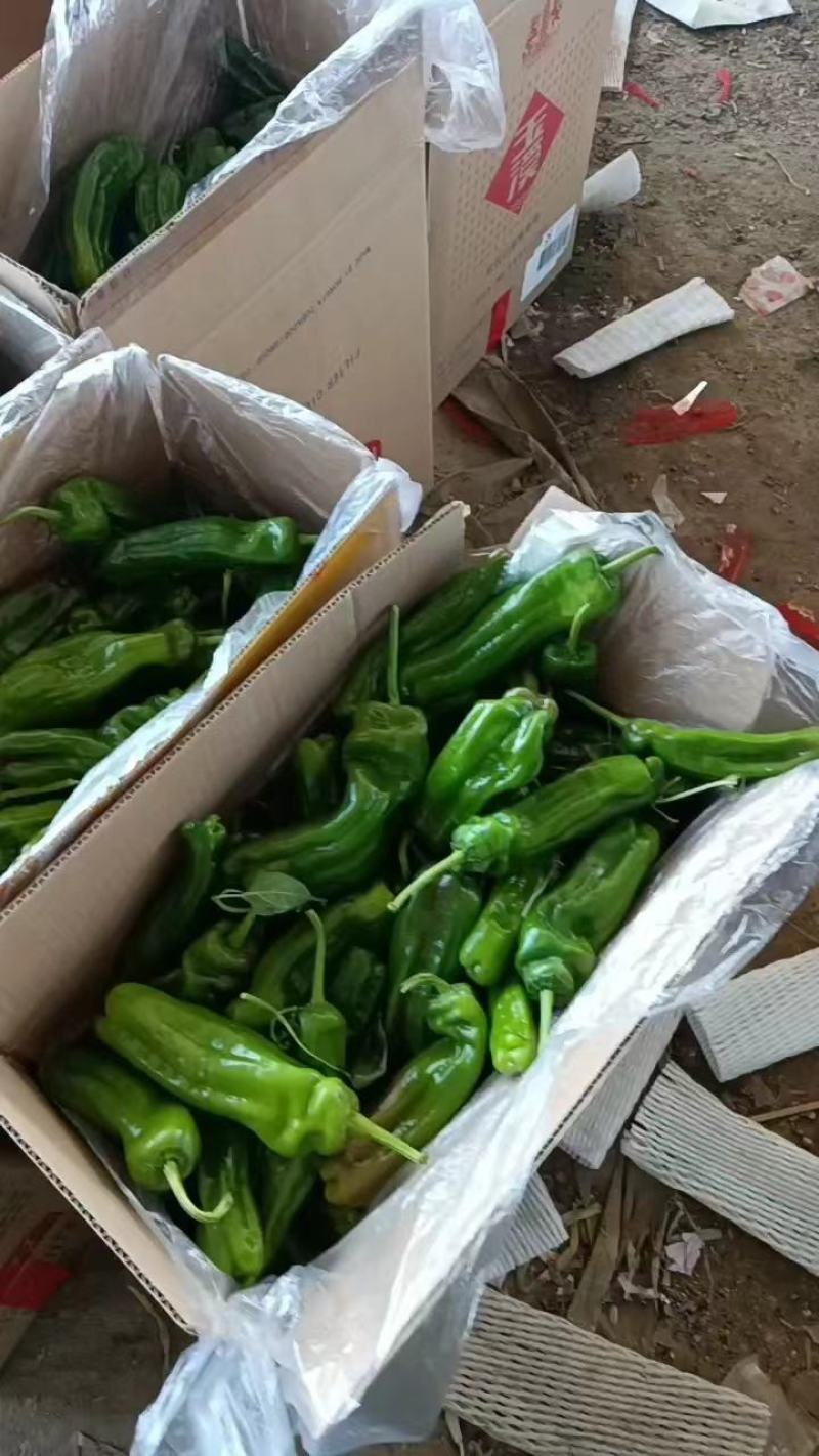 薄皮辣椒正在热卖中，本市场货多价美质量保证欢迎采购