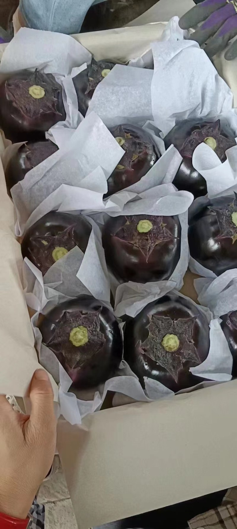 圆茄，量大，有亮度，个头大小均匀，有需要的可以联系