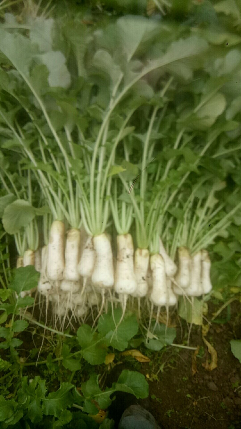 小伙萝卜，青年萝卜，