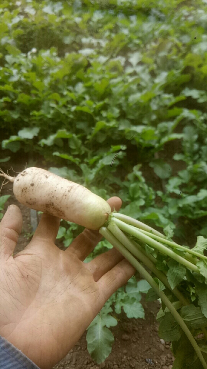 小伙萝卜，青年萝卜，