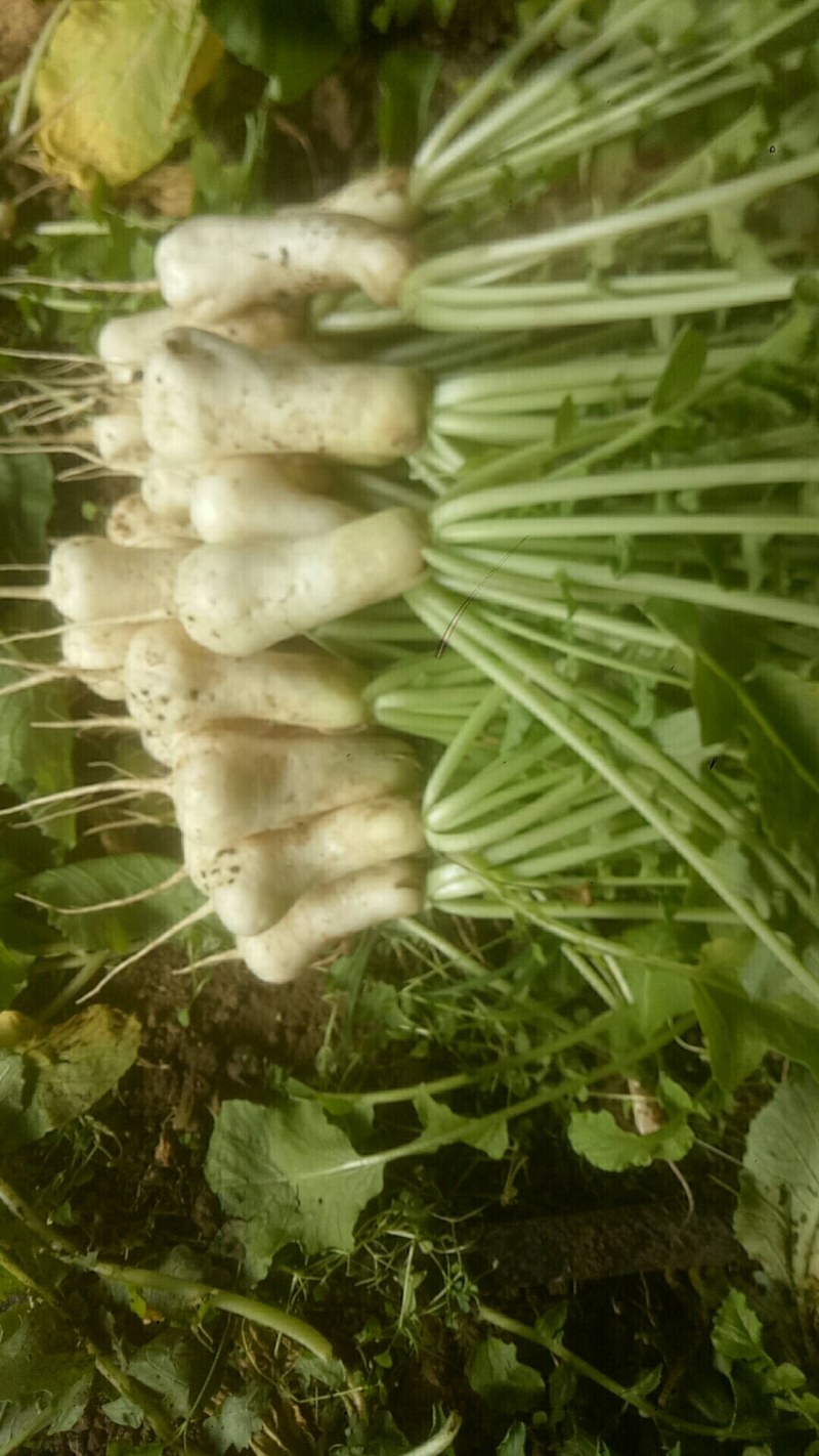 小伙萝卜，青年萝卜，