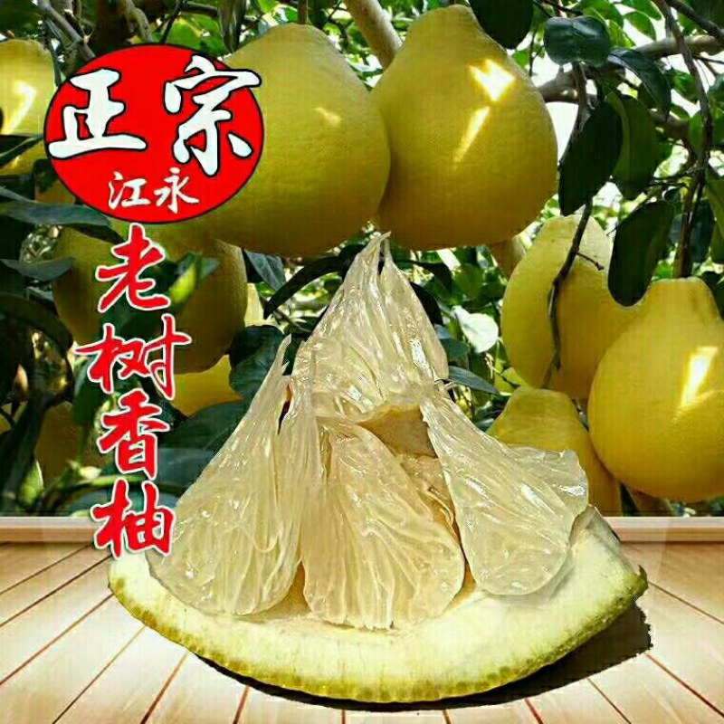 湖南江永老树（沙田柚）香柚，纯甜，施农家肥，皮薄肉厚，