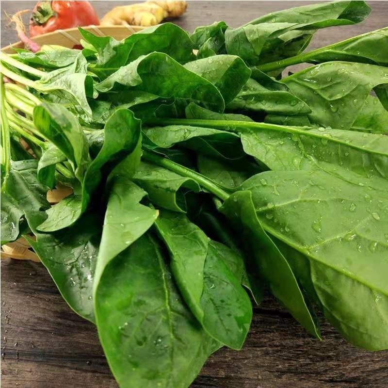 大叶菠菜大量上市中量大质优欢迎选购
