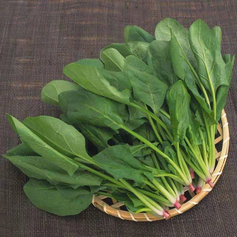 大叶菠菜大量上市中量大质优欢迎选购