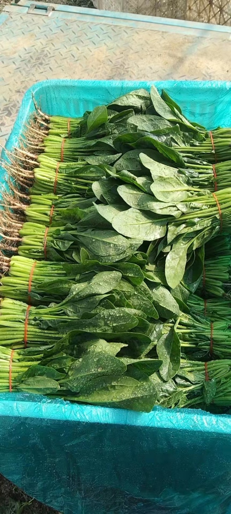 大叶菠菜大量上市中量大质优欢迎选购