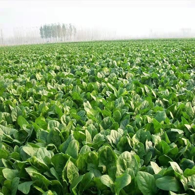 大叶菠菜大量上市中量大质优欢迎选购
