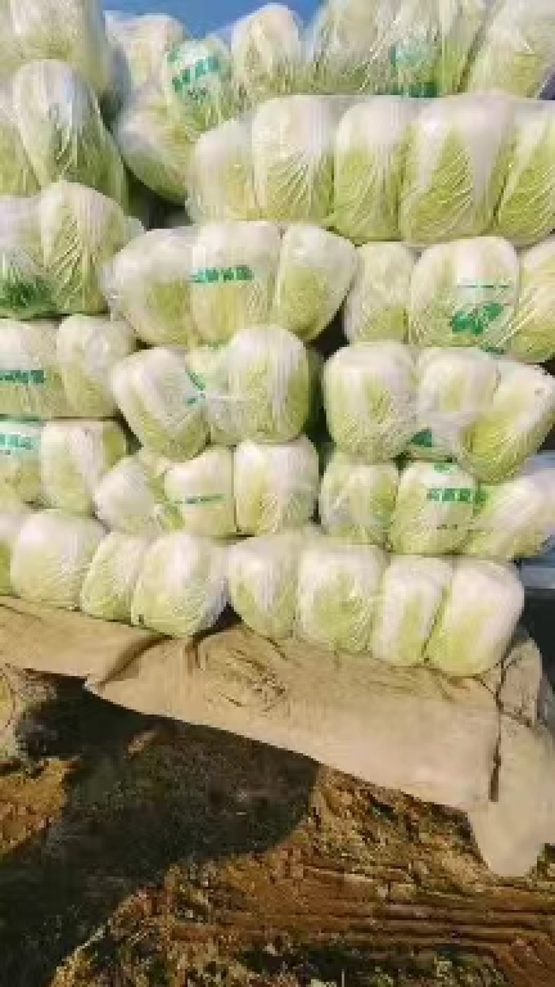 湖南大白菜