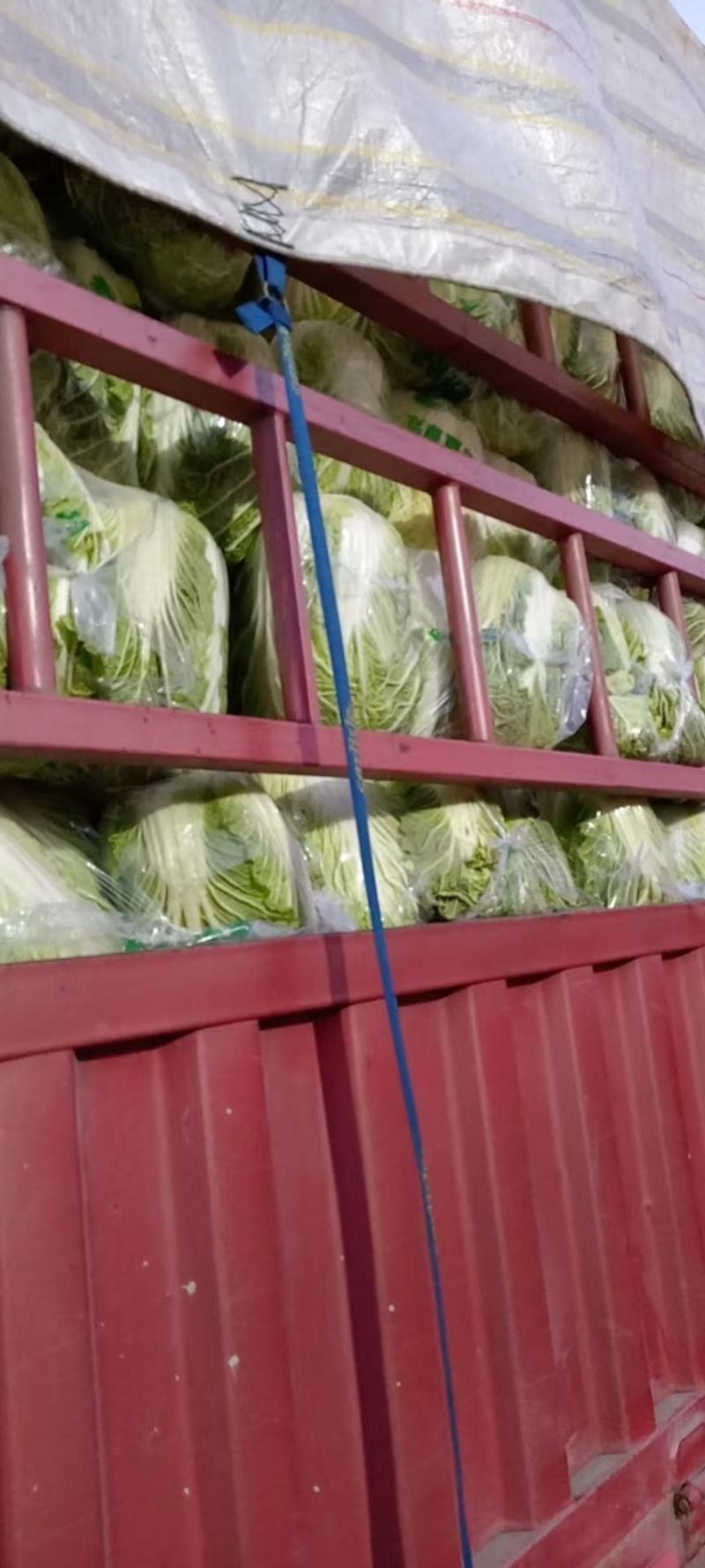 湖南大白菜