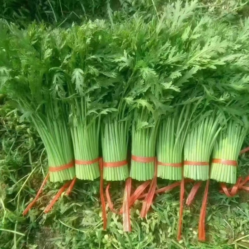 精品茼蒿质量好货源足欢迎各位老板来电咨询